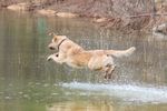 Ogeechee River Retrievers Videos