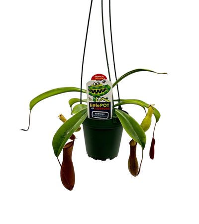 Discover essential tips for growing and maintaining Nepenthes Pitcher Plants.