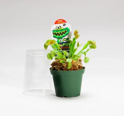 Master the art of caring for Venus Fly Traps with our comprehensive guide.