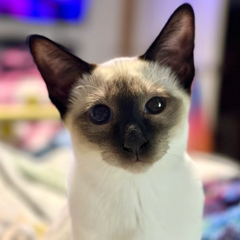 Close-up of a Siamese cat with striking blue eyes and dark ears.