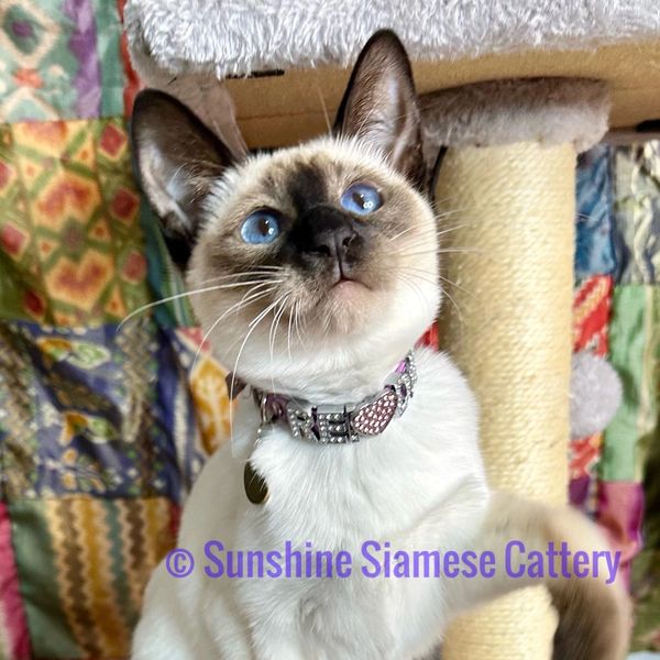 Adorable Siamese kitten with bright blue eyes playing near a scratching post.