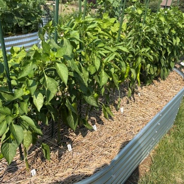 Row of green pepper plants growing in a raised bed.