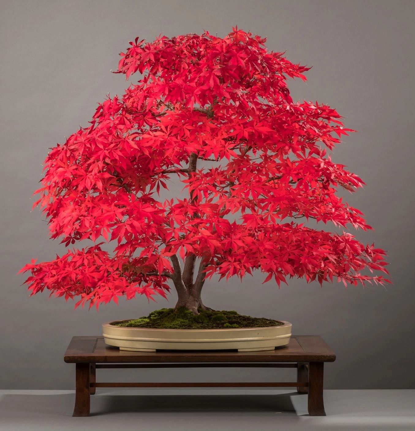 about-mr-bonsai-studio