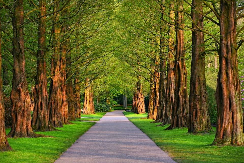 A beautiful path lined by trees. OT Occupational Therapy health and wellness, strategy, steps, live.