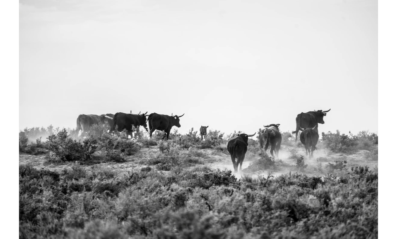 THE WINCHESTER HOUSE Vacation Rental Home, High Speed