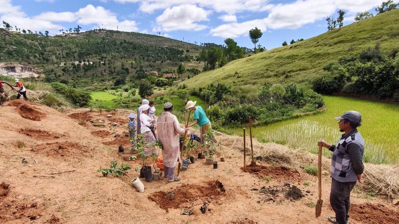 Here, members are planting fruit trees and plants during Tu Bishvat.