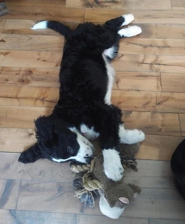 F1 Bernedoodle puppy playing with toy