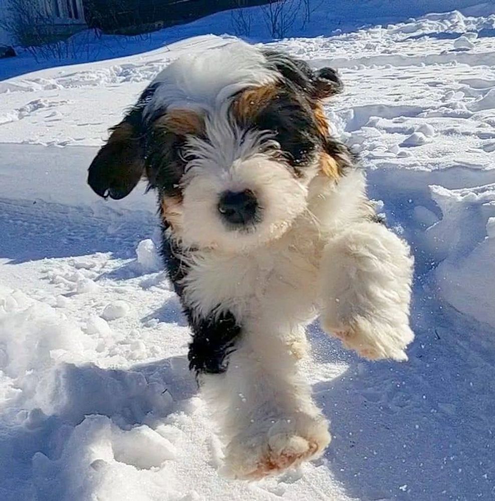 Miniature hot sale bernedoodle breeders