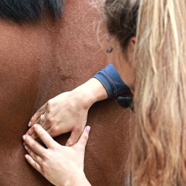 Palpation of the Left Scapula 