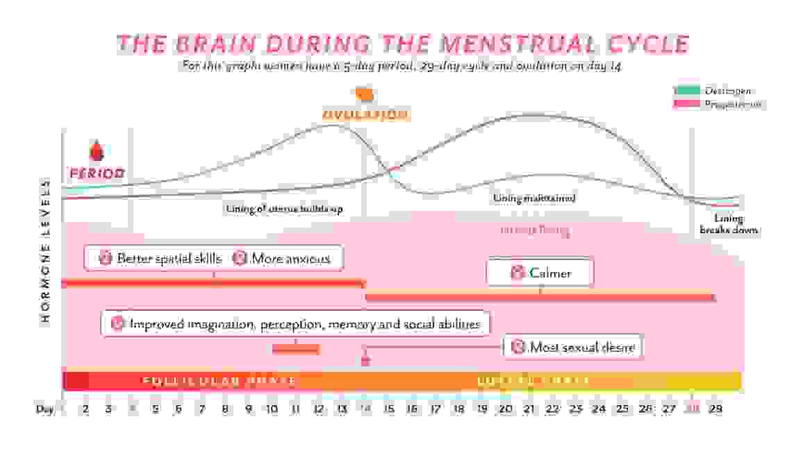 Brain changes during menstrual cycle