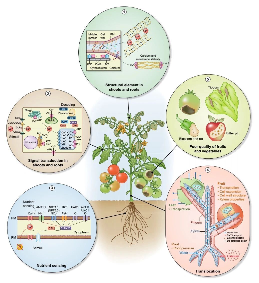 The Importance Calcium (Ca) in Plant Nutrition