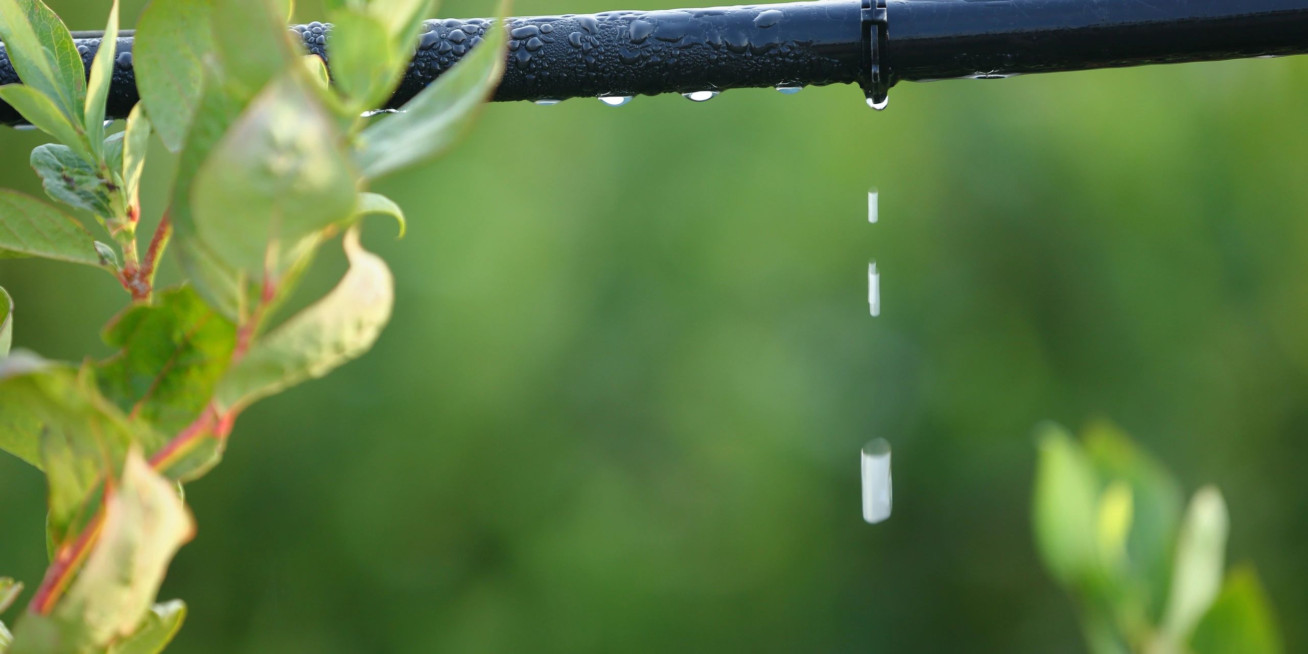 Clean Irrigation Line