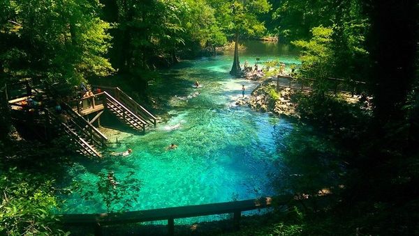 People swimming in a clear blue natural spring surrounded by lush greenery.