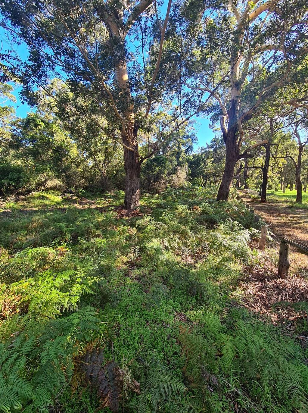 Fence Line Management - Before