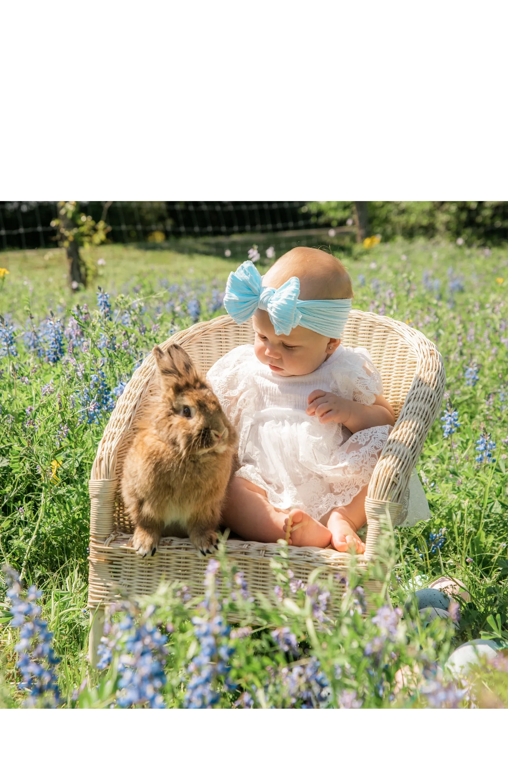 Texas Bluebonnet Photographer, Bryan Texas