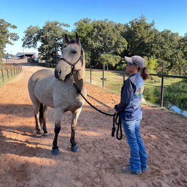 Horse on lead with trainer in arena