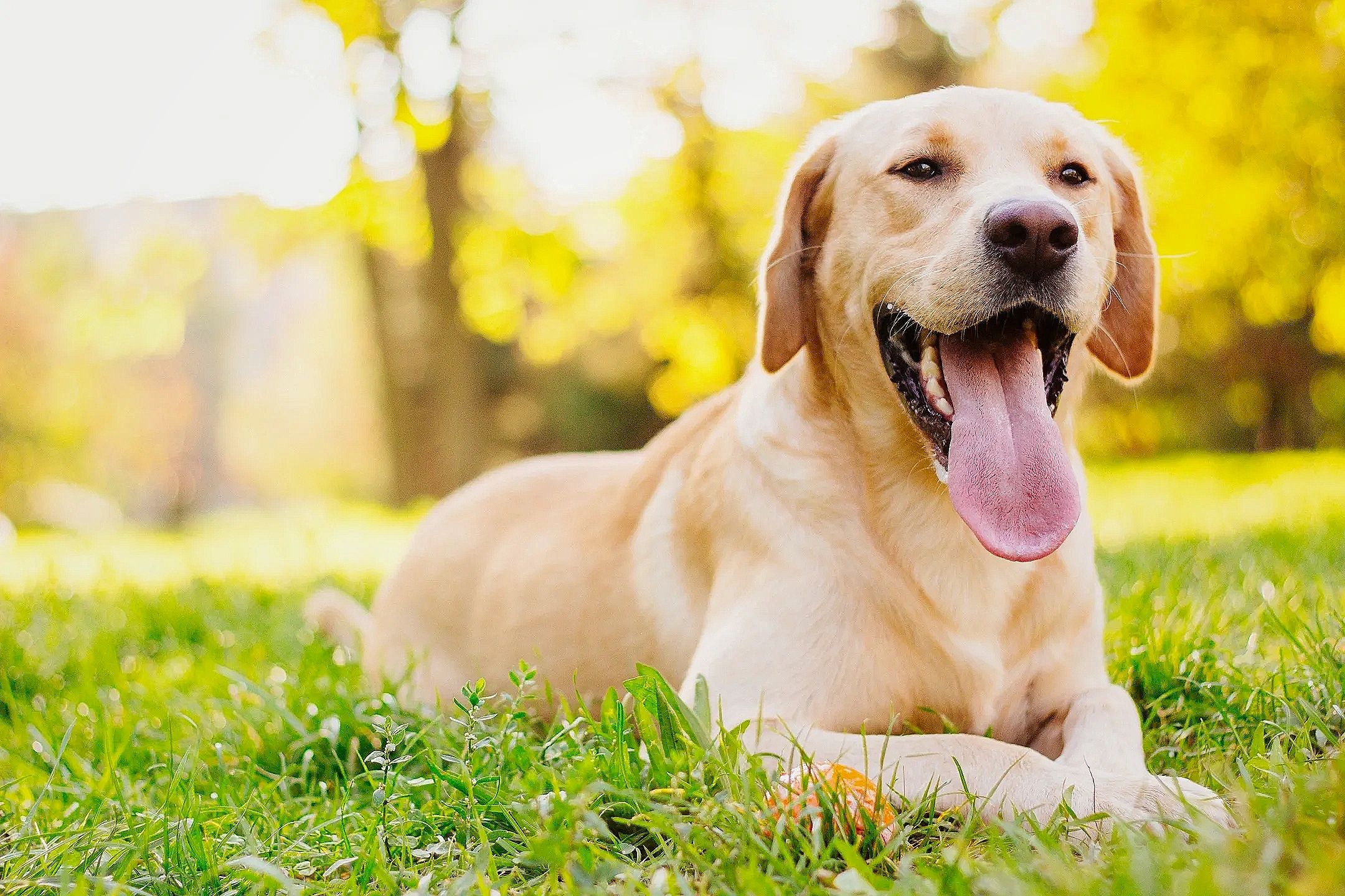 Happy yellow Labrador retriever lying on green grass with tongue out.