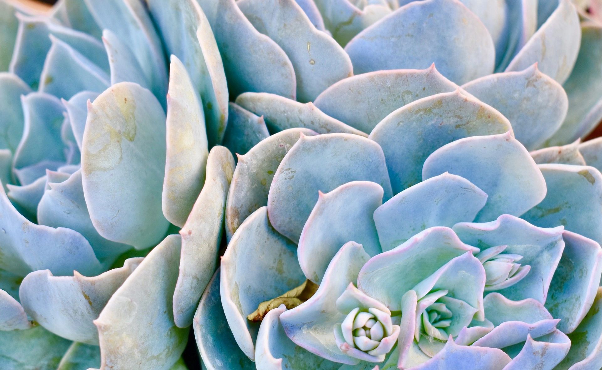 Desert Bloom Psychological Services, Pllc