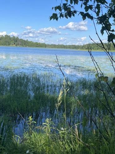 Image of clients lake before Woodland Weed Removal helped them remove their weeds. Lots of lily pads