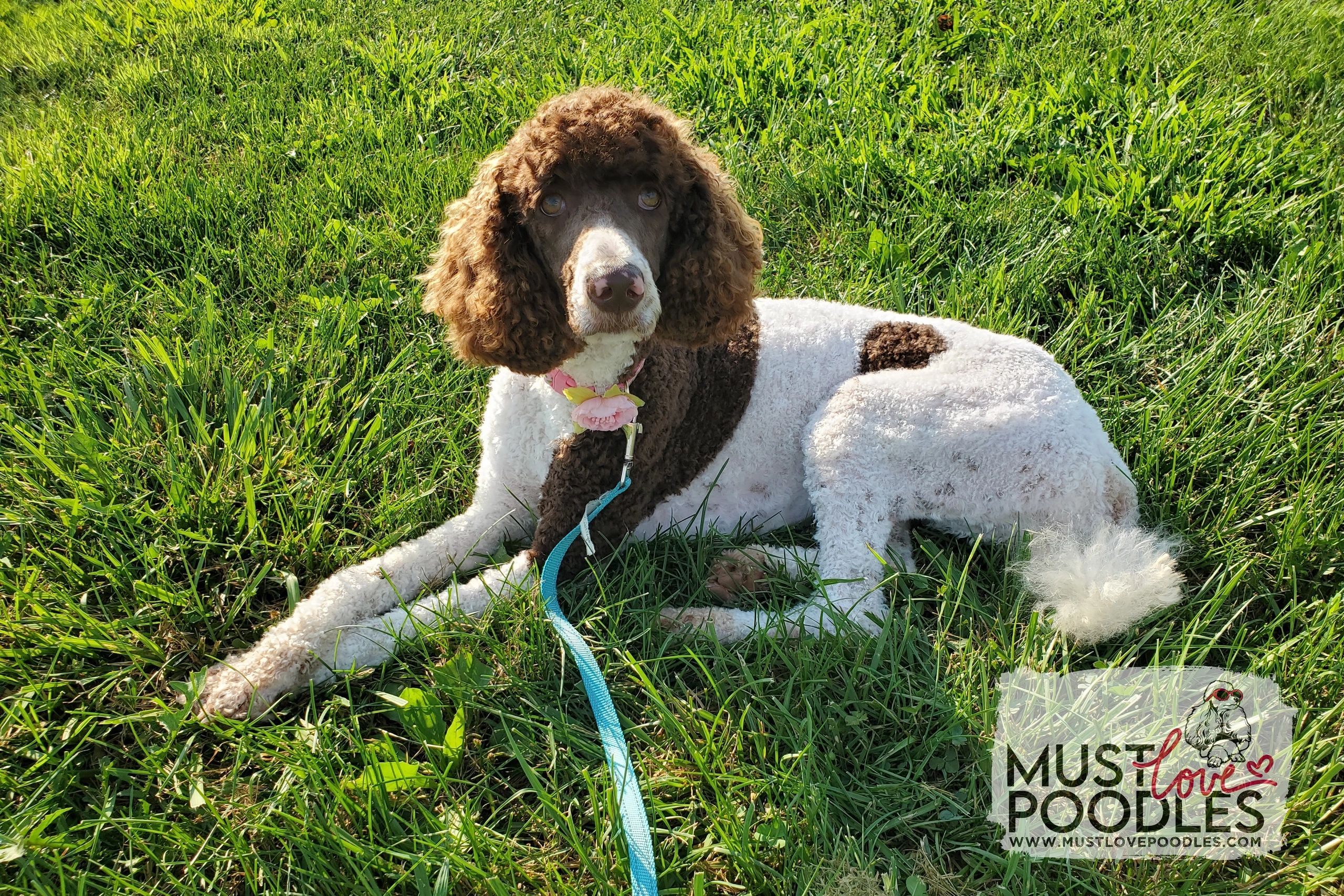 What Test Should My Standard Poodle Have