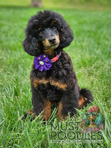 Phantom miniature poodle female puppy