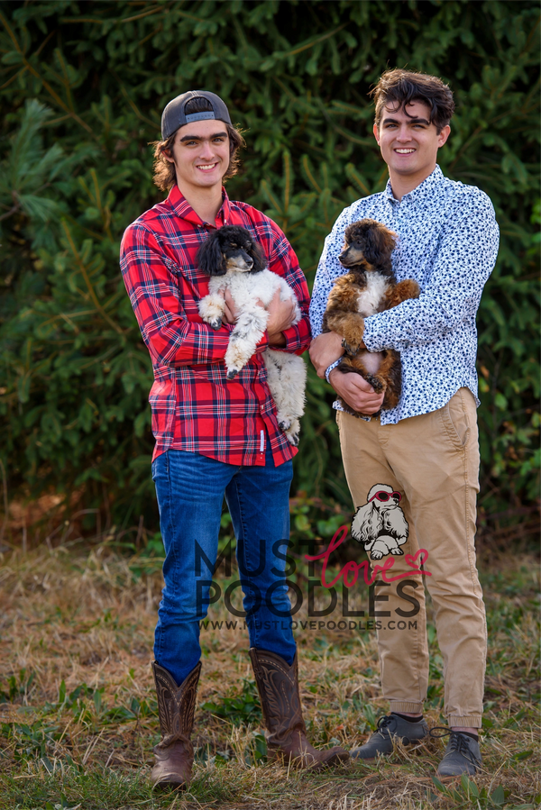 men holding phantom poodle and sable poodle miniature poodles parti poodle agouti poodle abstract 