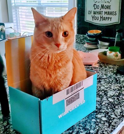 Orange cat sitting in a blue box on a counter.