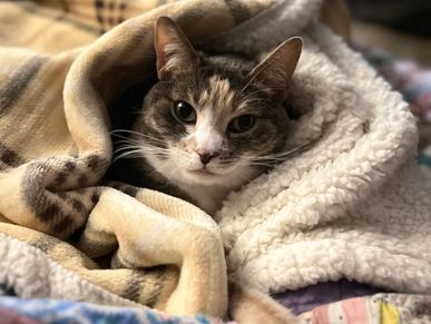 Calico kitty snuggled in blankets.