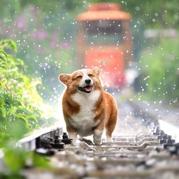 Wet corgi. 