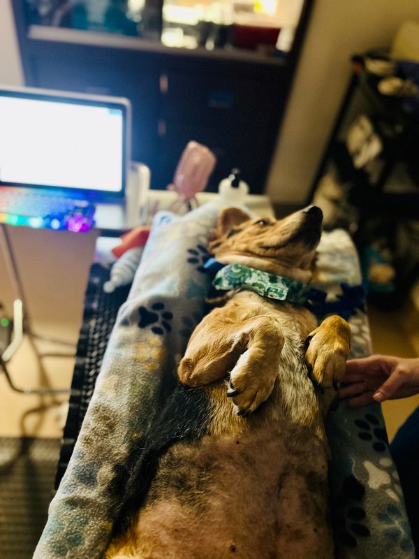 Relaxed dog lying on a blanket-covered table with a colorful collar.
