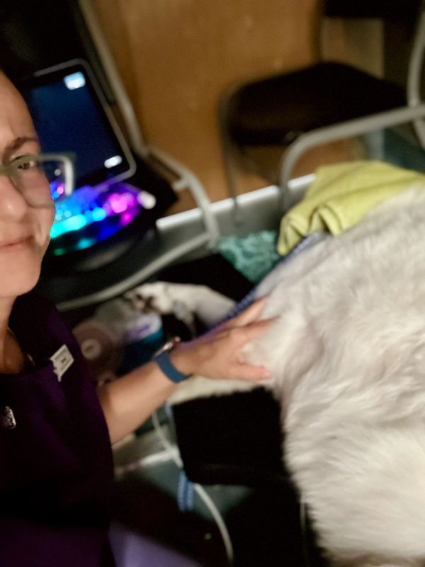 Person gently petting a large white dog indoors.