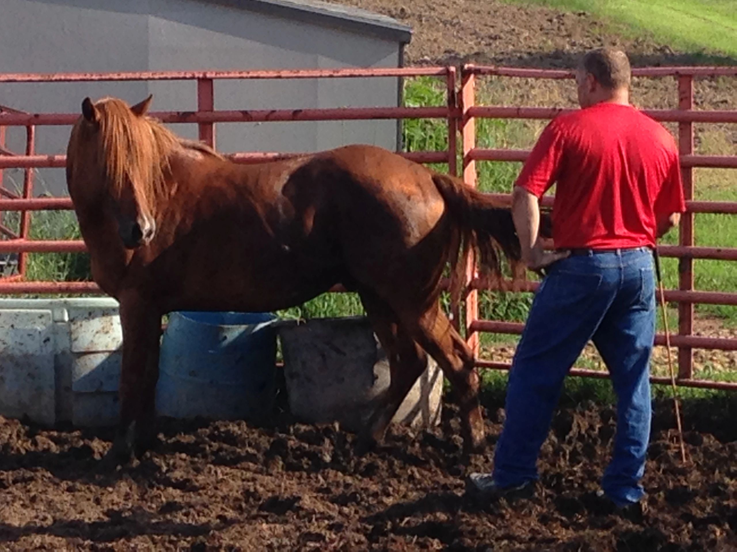 Here Im evaluating the horse in motion to detect where the lameness is?