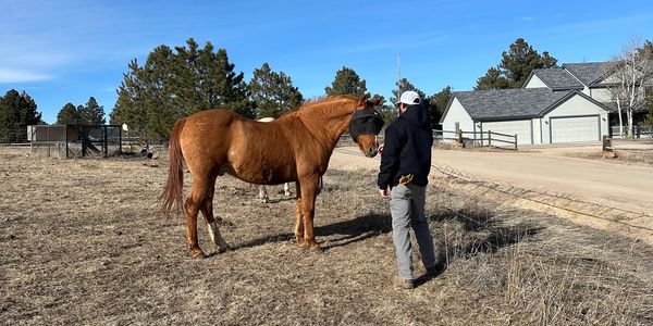 The horse can teach us to be present in our communication.