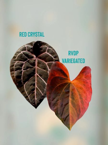 A.Crystall Aurea × A.(RVDP ×Cooper Red) A.Crystall Aurea × A.(RVDP