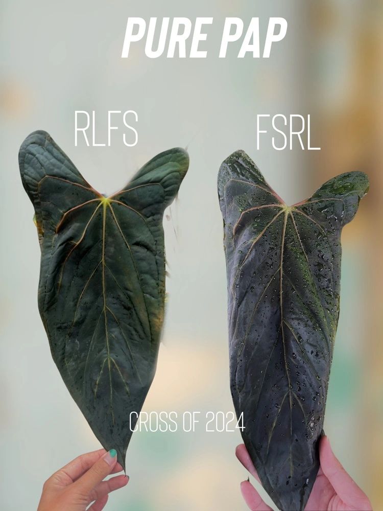 Anthurium papillilaminum  ’RL（JV）✖️FS‘ Anthurium papillilaminum 'RL（JV）✖️FS' The Anthurium