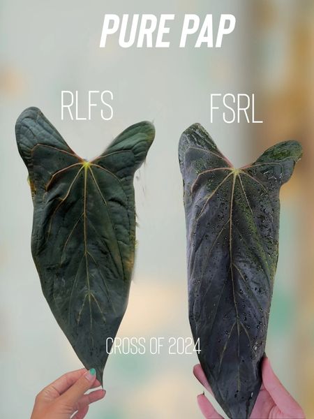 anthurium papillilaminum RLFS x FSRL seedling