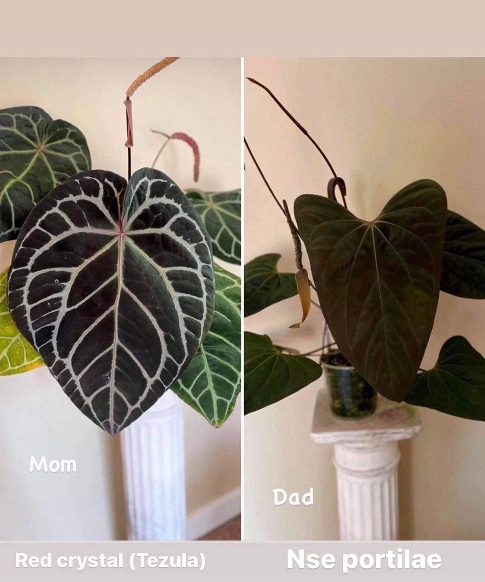 アンスリウム　Red crystallinum（Tezla×NSE） アンスリウム Red crystallinum（Tezla×NSE） Anthurium red