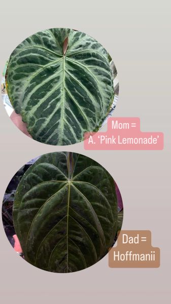 dracaena tornado plant Dracaena Tornado - Unique Foliage Houseplants main image 1