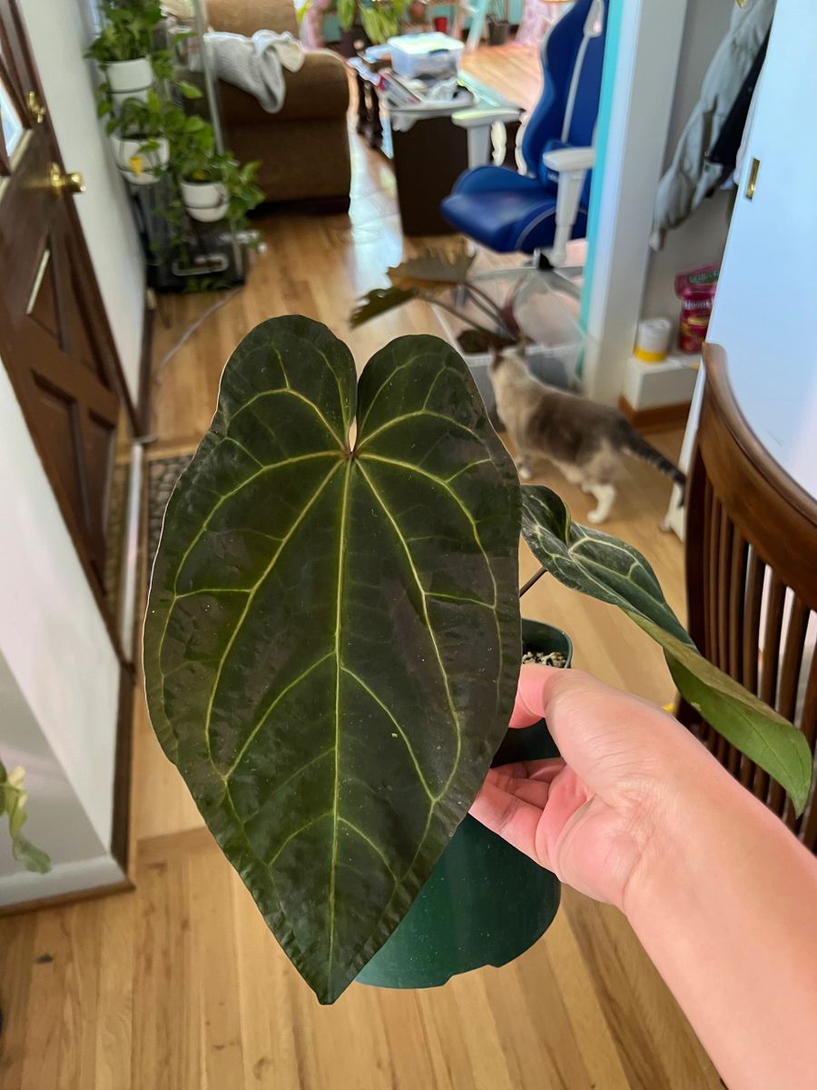 anthurium-ace-of-spades-dark-form-seedling-dark-rare-velvet-aroid-plant