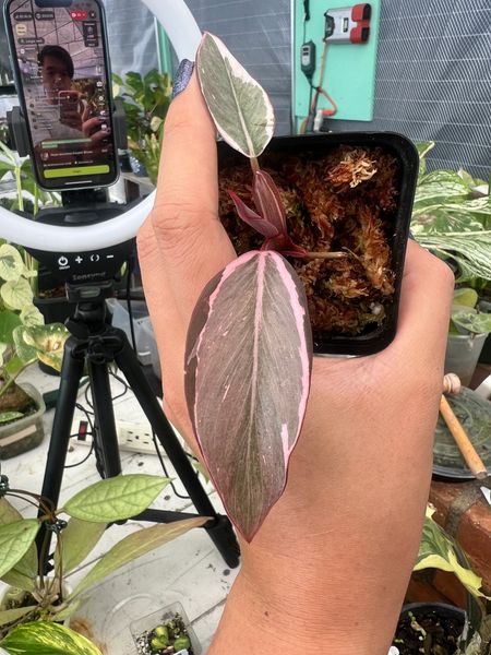 Philodendron Pink Princess mutated - 5305