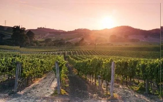 Cool Wine Country Real Estate