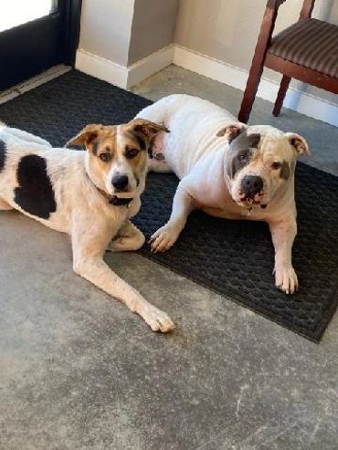 gator and hatch, two of the shop dogs