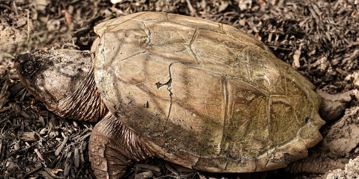 New England Snapping Turtle