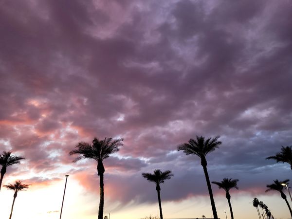 Palm trees silhouetted against a dramatic purple and pink sunset sky.