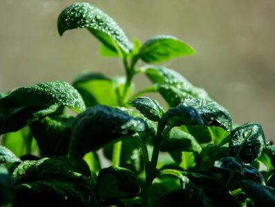 Dewy, deep green plant sprouts that are reaching upward in new growth.