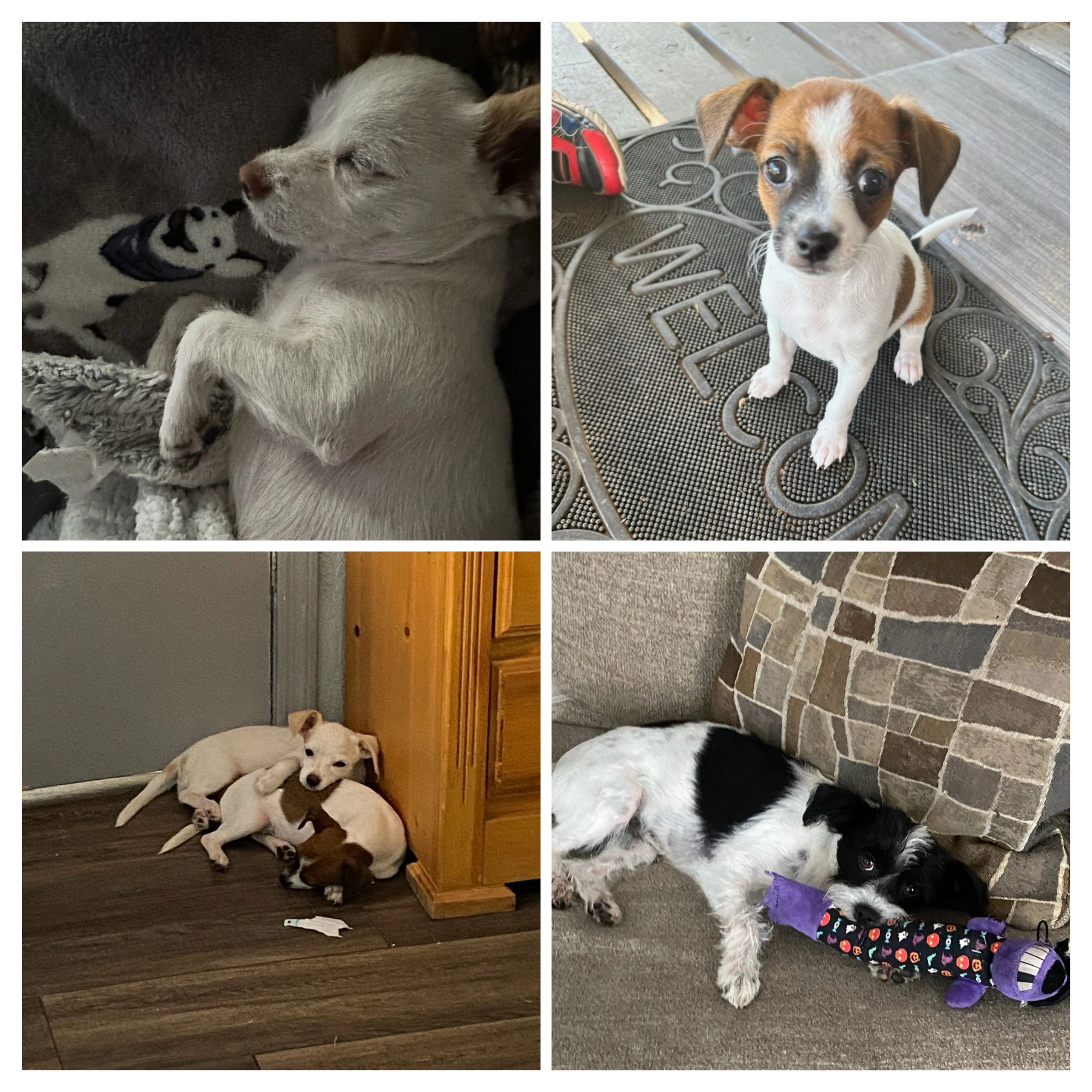 Helping Companion Animals - Rae of Sunshine Az Non-Profit 501c3