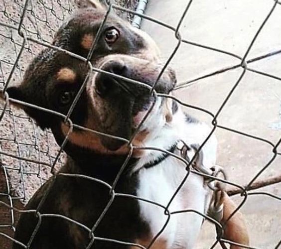 Malo is a Tri bully he comes from Remmy bloodline 