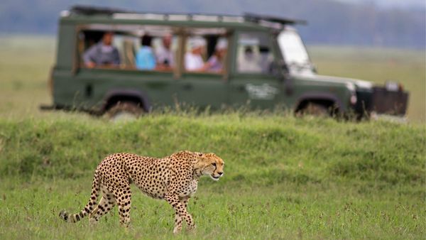 afrika safari reiser