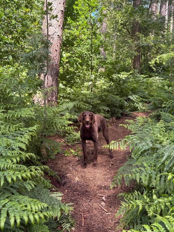 Brown Pointer standing on a woodland path surrounded by ferns during a walk with We Are Barkers near Ravenshead.