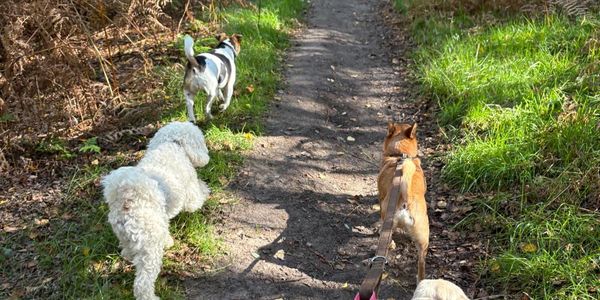 Four dogs enjoying a small group woodland walk with We Are Barkers near Ravenshead, Nottinghamshire.
